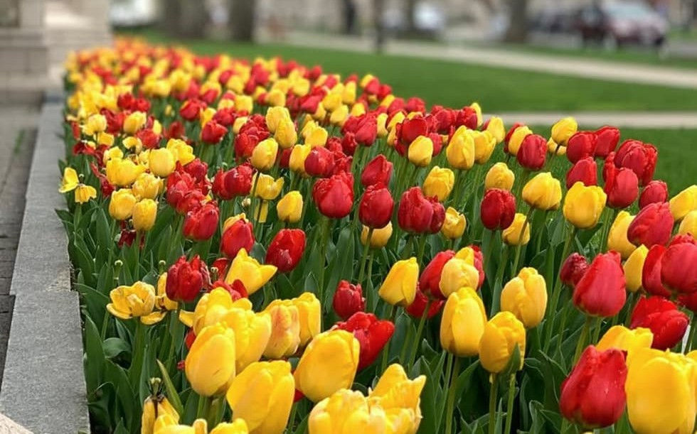 The Scoop Tulips Red and yellow tulips on BC's campus.