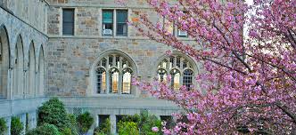 Cherry Blossom trees in bloom on BC's campus. 