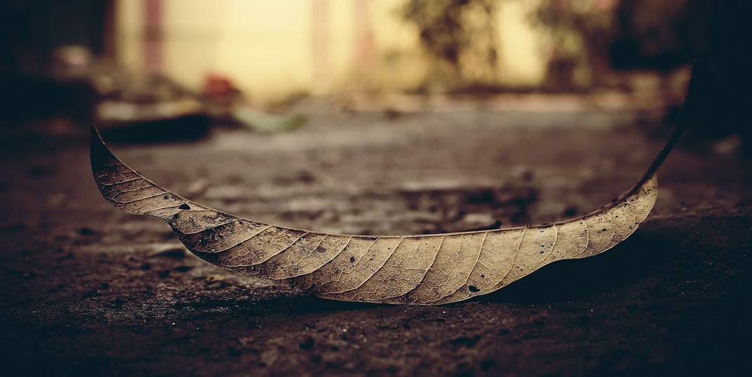 dead leaf