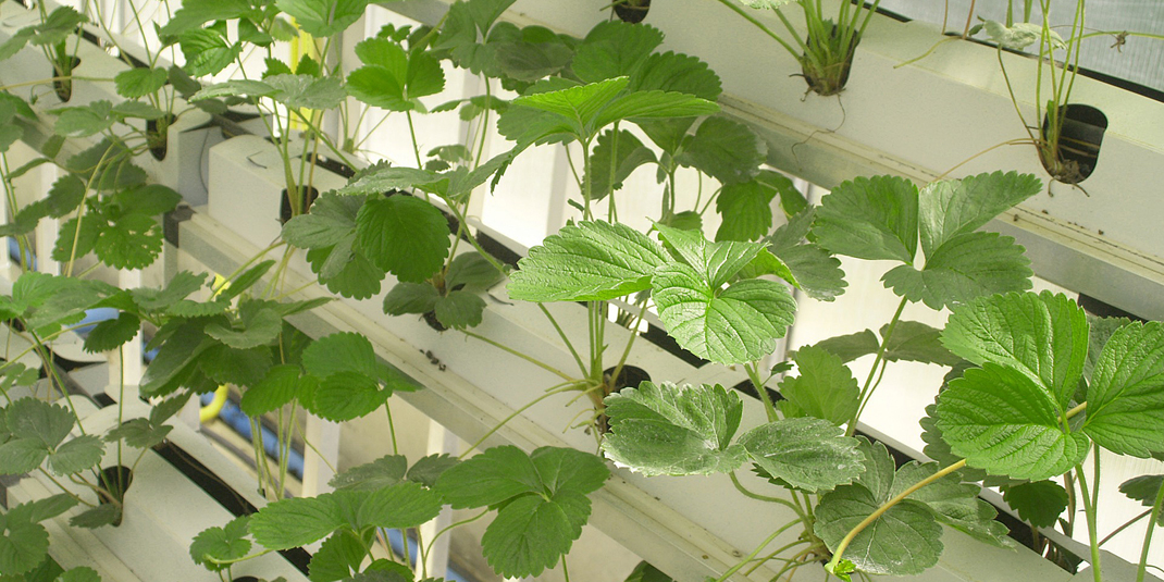 Hydroponics greenhouse (Ryan Somma | CC BY-SA 2.0)