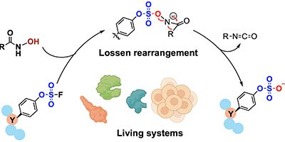 ChemicalTools to Study Carbohydrate and Protein Sulfation
