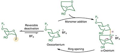 Precision Polymers and Biopolymers