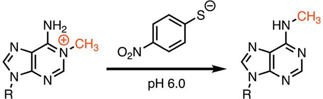 Zhou Lab research