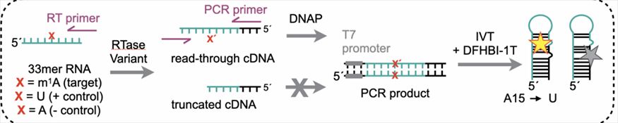 Directed Evolution Platform