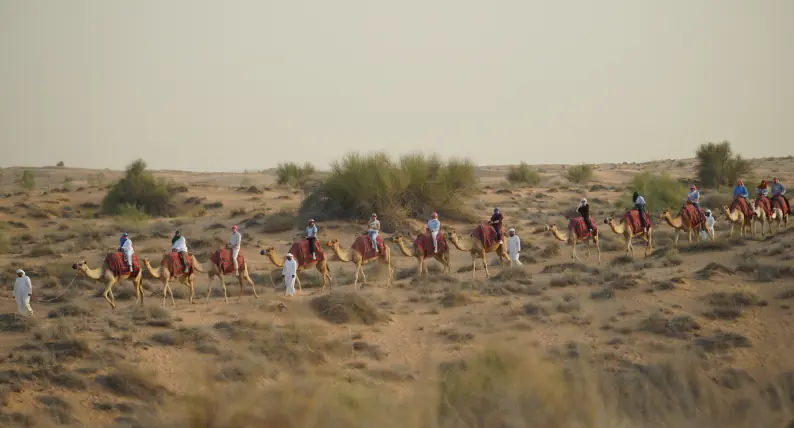 BC students riding camels in the Dubai Desert