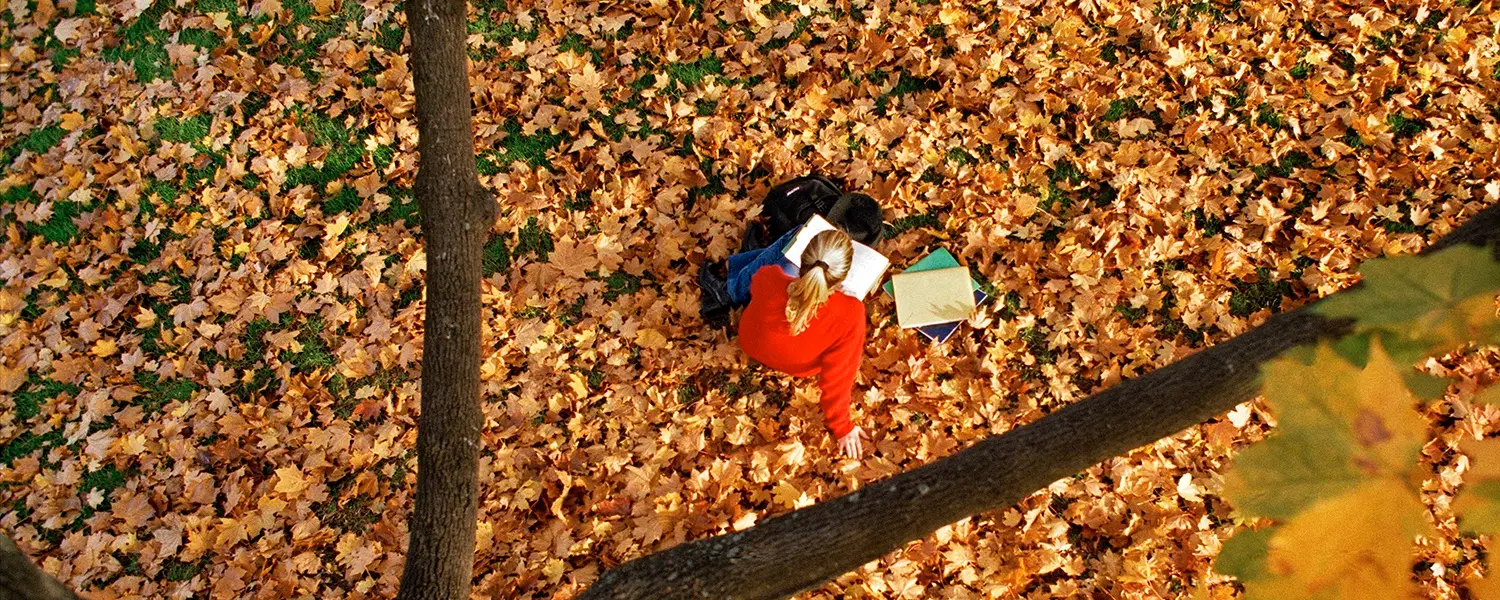student under tree on leaves