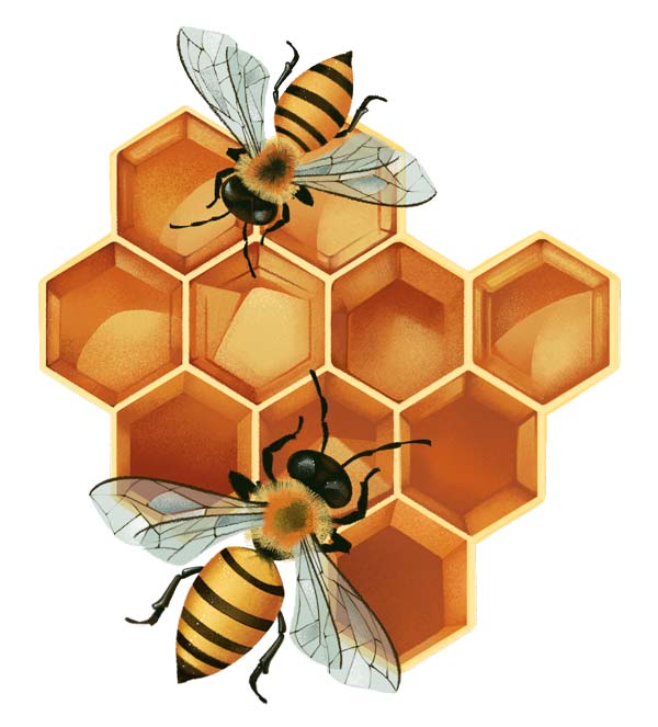 Illustration of bees and a honeycomb